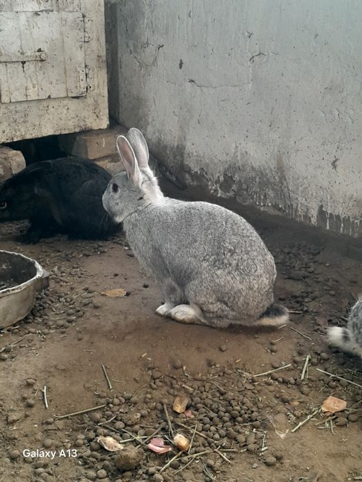 Кролик Кролик Кролик