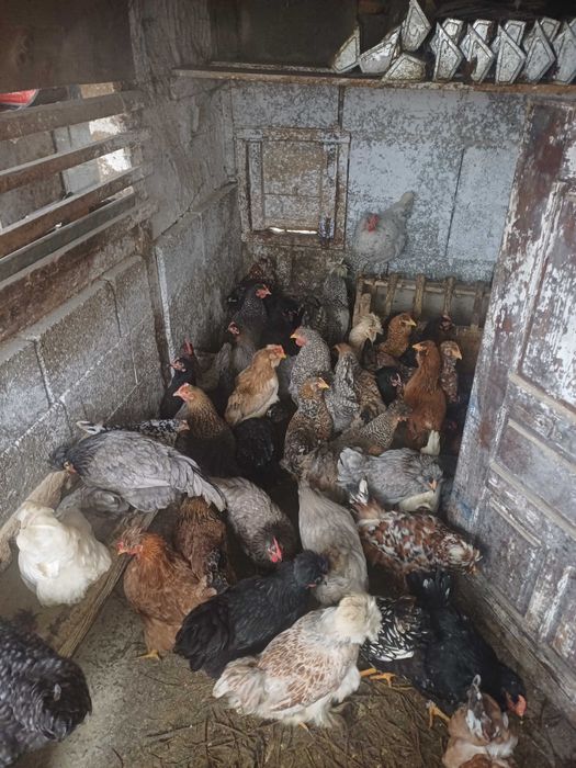 Oua incubat gaini de casă