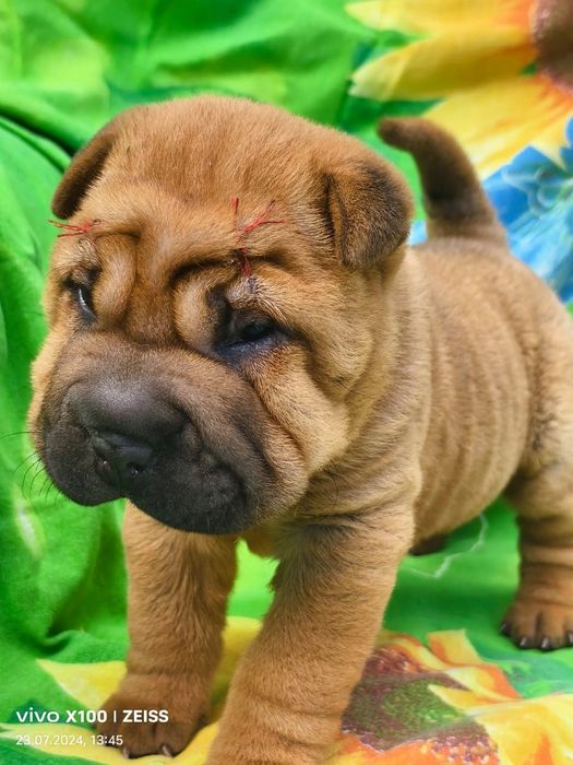 Продам щенка шарпея.