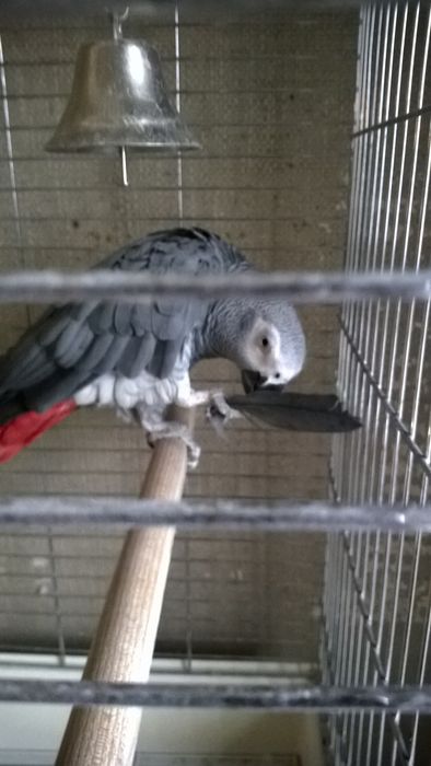 Продам попугая Жако.