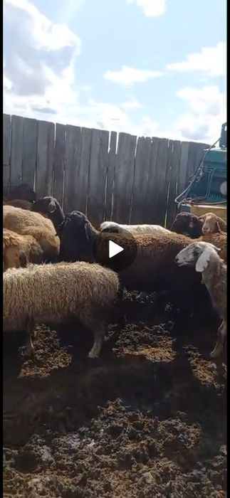 Продам курдючных овец