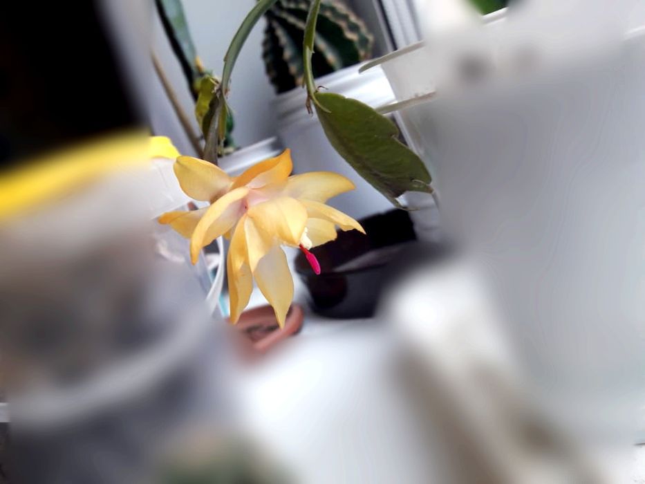 Декабрист (Растение)