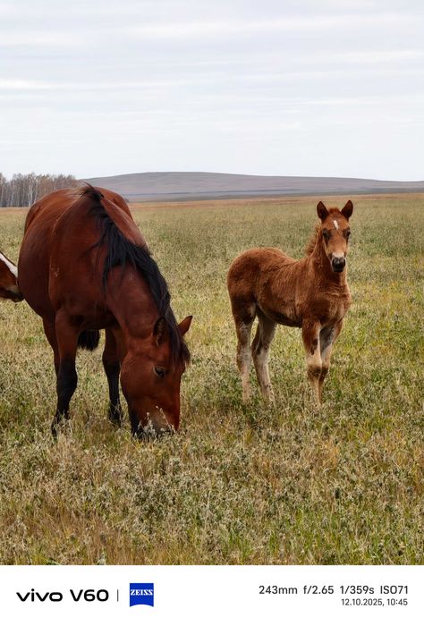 Продам  кобылу полутяж