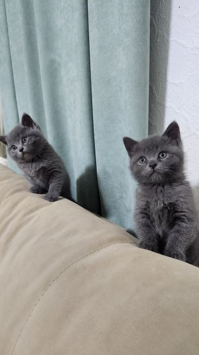 Продаётся котята скотеш