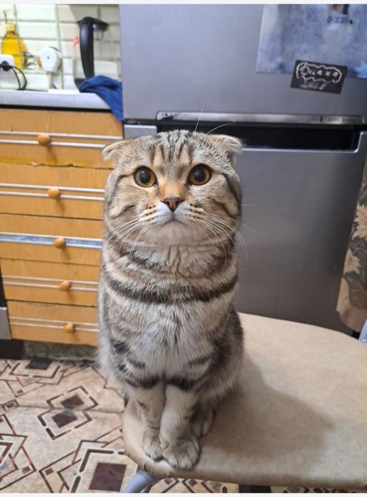 Вязка шотландский вислоухий