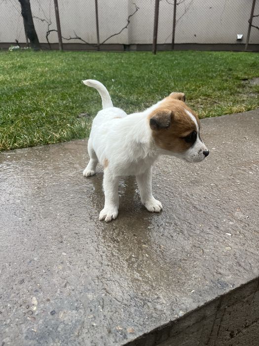 Mascul jack russel