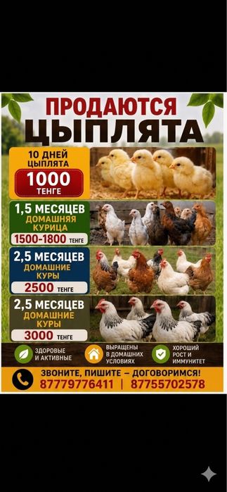 продаются домашние куры
