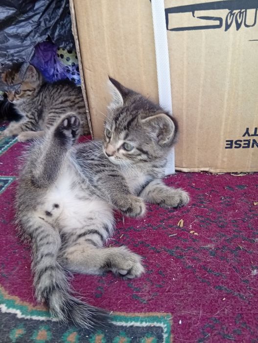 Котята крыселовы