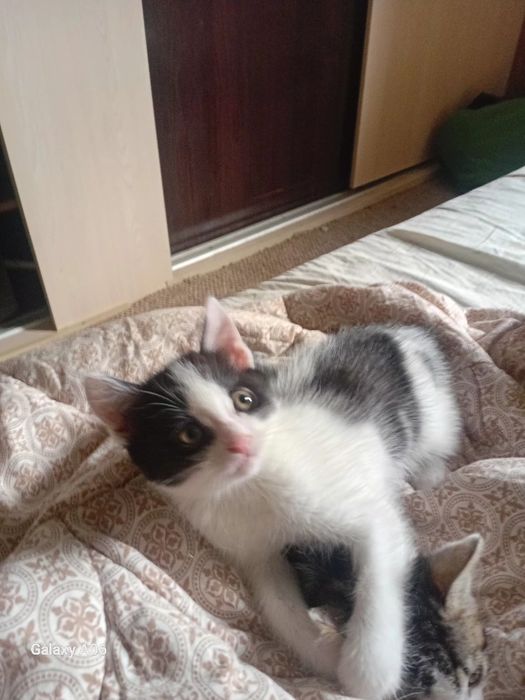 Котят отдам даром