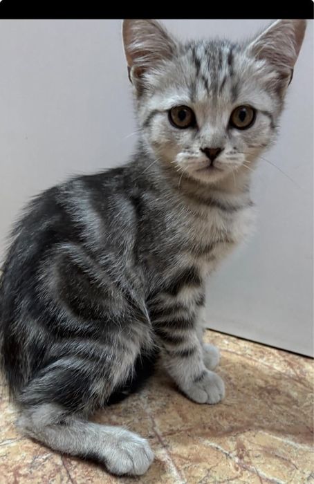 Котенка продам