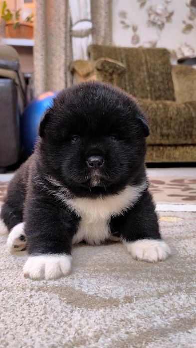 Продается щенок Американской акиты