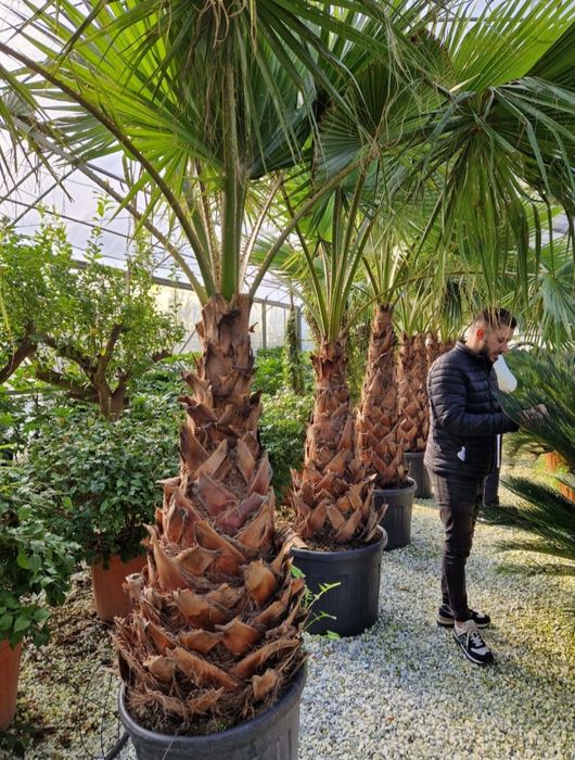 Palmierii trachicarpus Fortunei și Washingtonia
