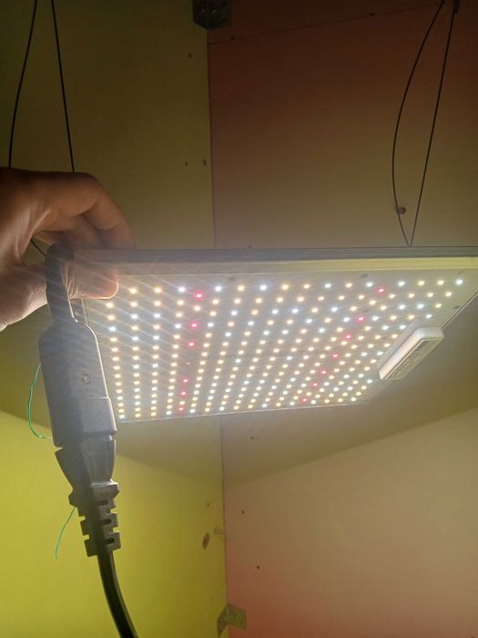 LED лампи за растеж