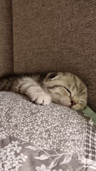 Котёнок вислоухий (Scottish Fold)