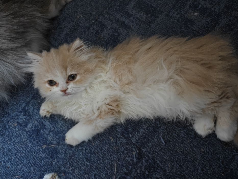 Продам персидского котёнка(мальчик)