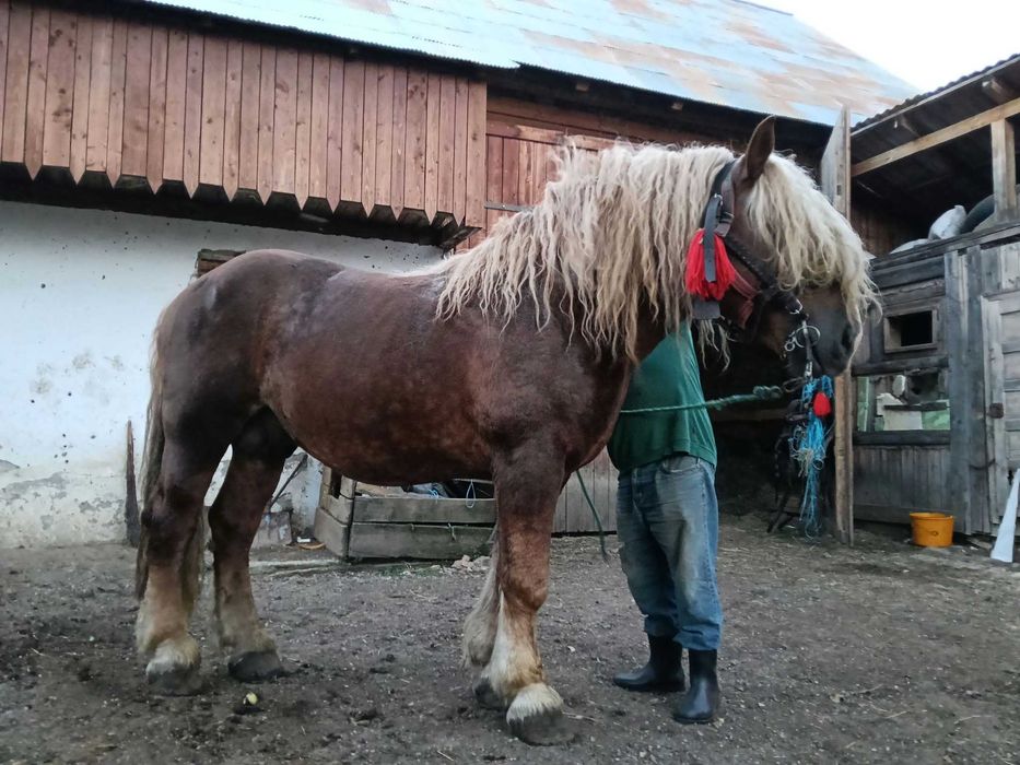 Armasar cu pedigree
