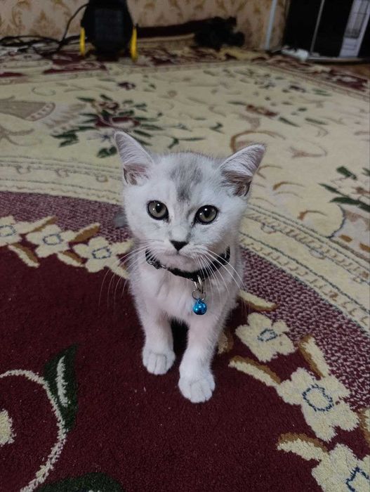 Мальчик серебряный шиншиллы