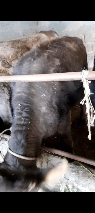 Семіз құнажын қойға айырбас бар