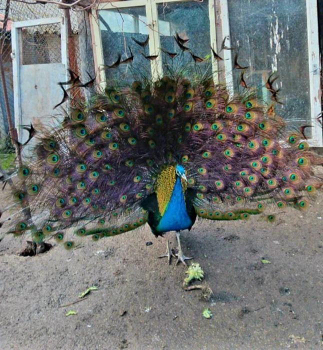 Мъжки чернокрил паун и грачещи патици