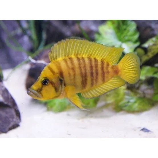 Альтолампрологус компрессицепс еллоу чатика мандарин