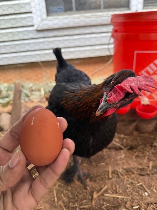 Кокошки носачки за яйца