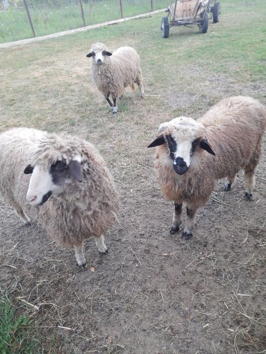 Vând 2 mielute și un berbecuț mielutele sunt gemene fatate din oaie care face 2 miei