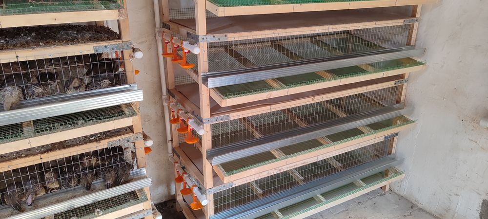 Bedana qafslar 5000 soʻmdan