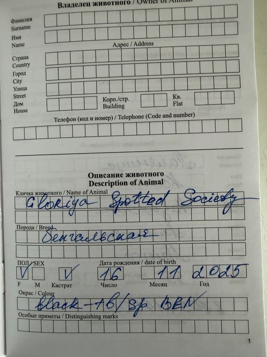 Продается Котенок породы Бенгал