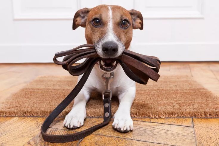 Выгул собак не дорого