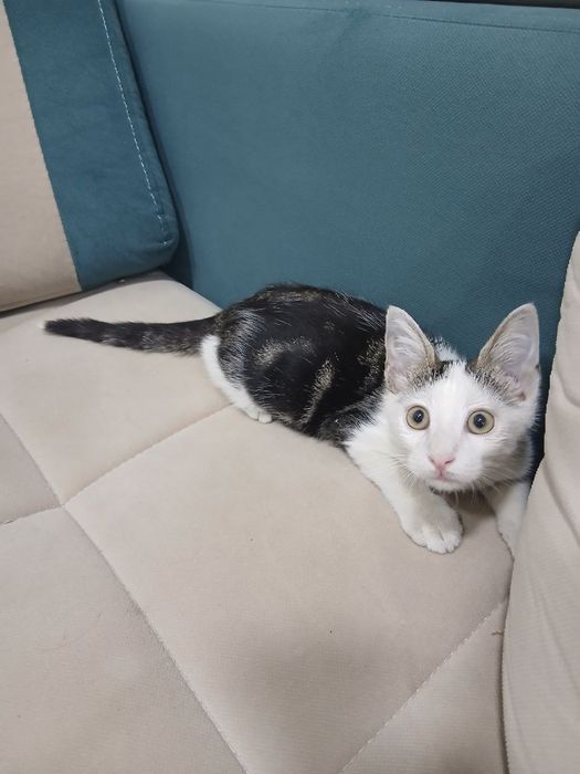 Отдам котенка в добрые руки
