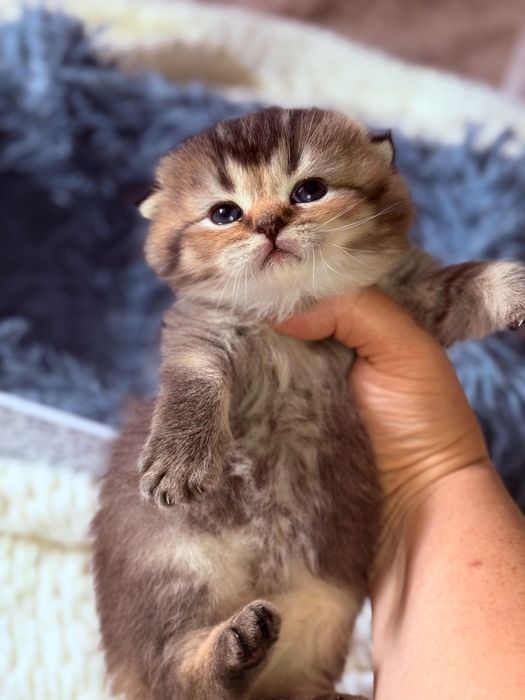 Скоттиш фолд чистокровные