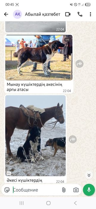 Қазақы төбет күшік