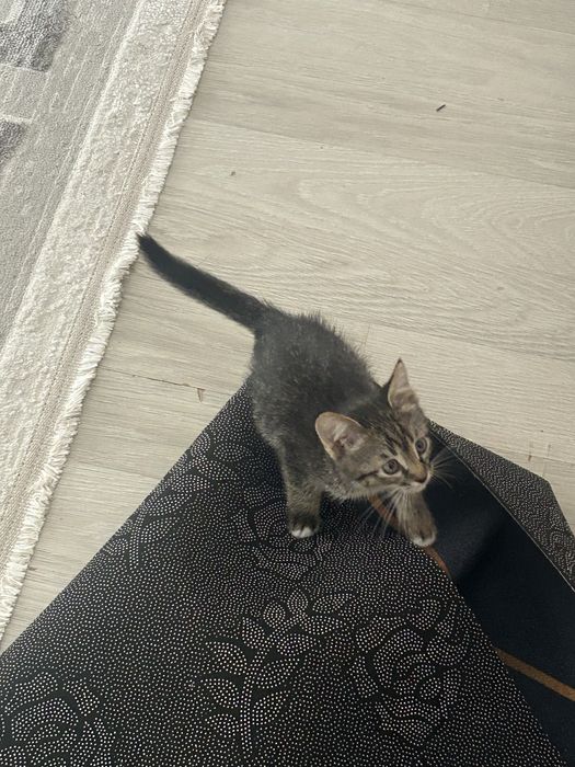 Отдам в добрые руки.