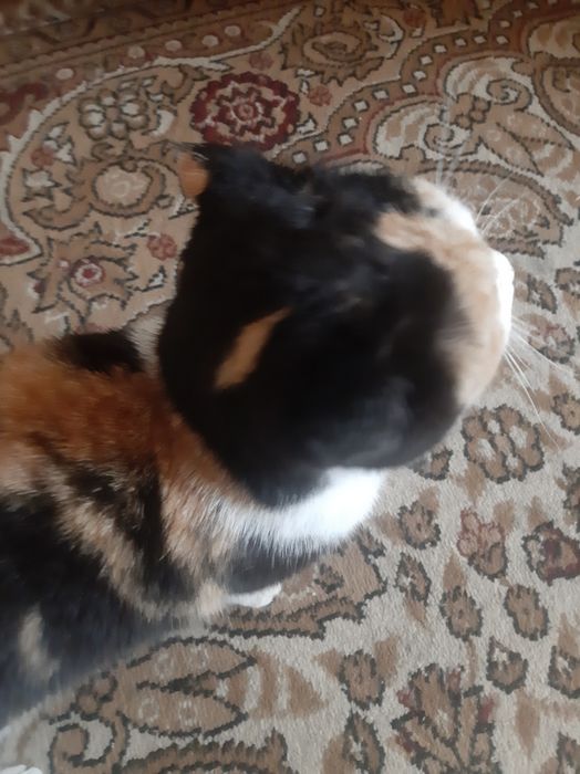 Продаётся вислоухая кошка