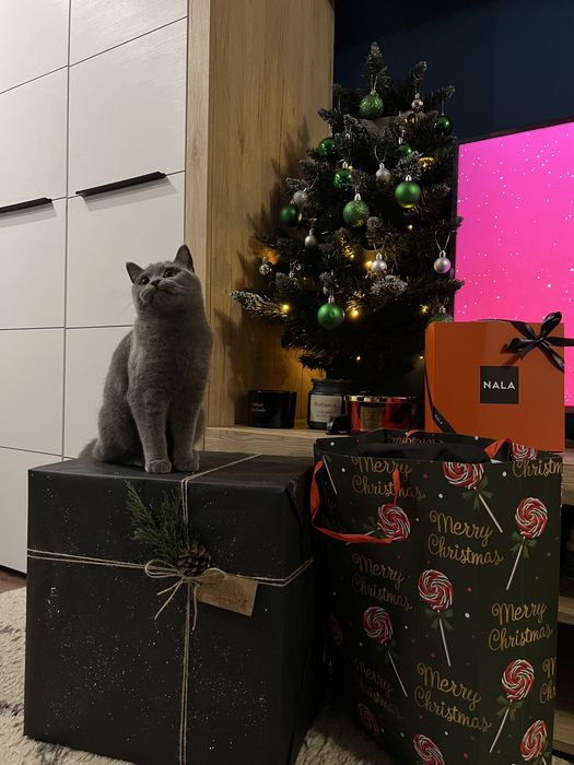 Luna -British short-hair