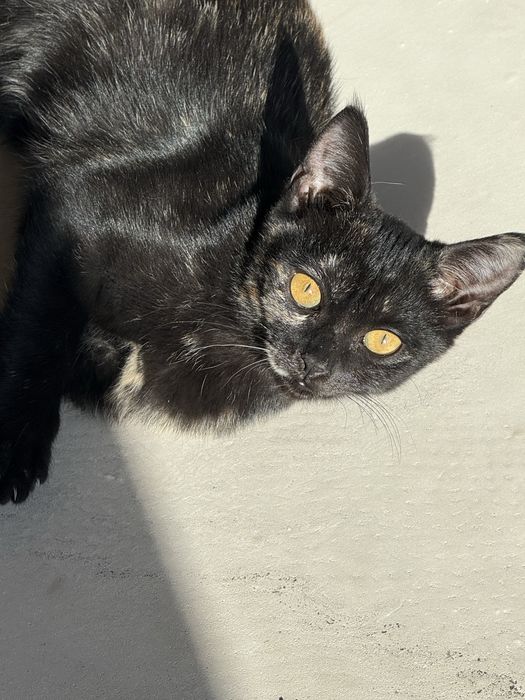 Котенок, девочка ищет дом