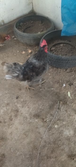 Xoʻroz rangi kulrang