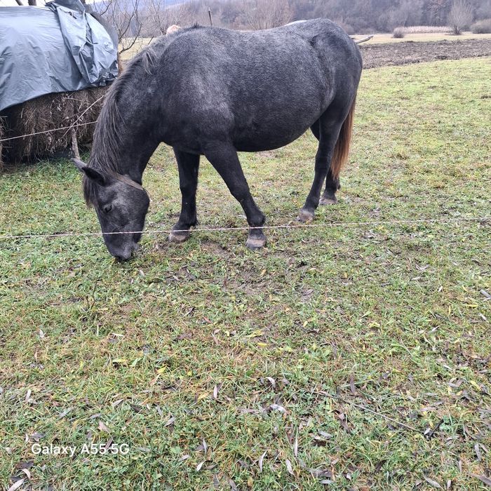 vând cai mânz de 1,5 ani 8500 lei și manza de 2,5 ani  3800 euro