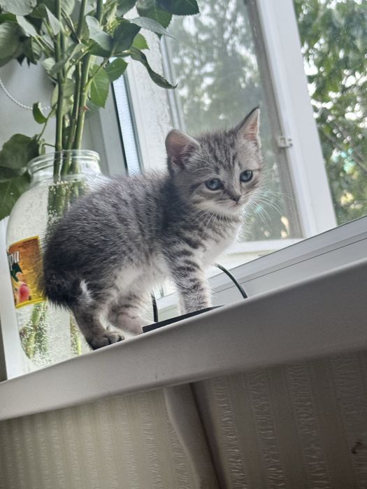 Продам кошку в хорошие руки