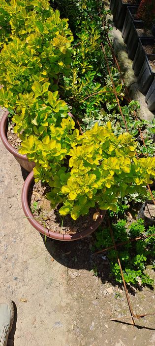 Шамшод бересклетлар сотилади