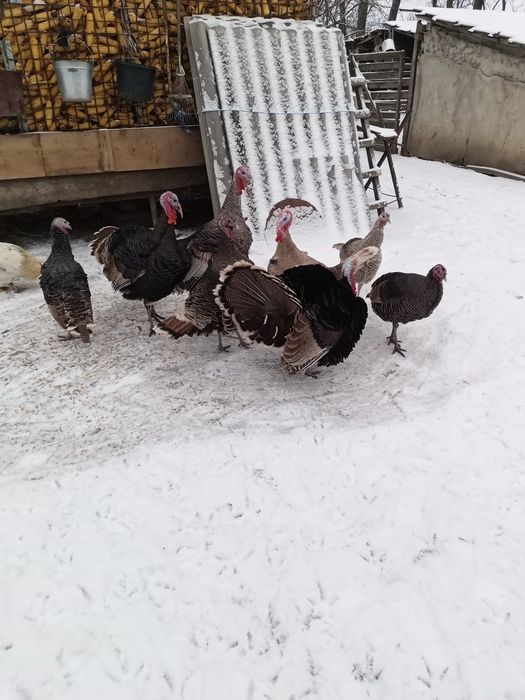 Vând curci și gâște