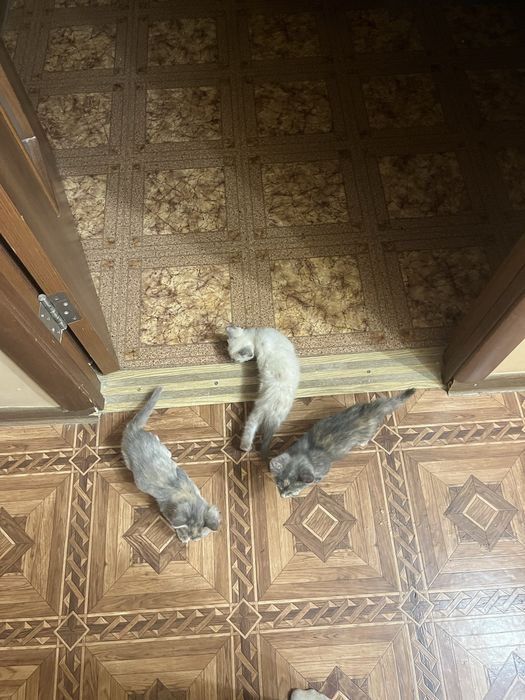 Котята бесплатно