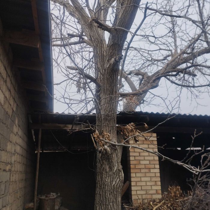 Yongoq daraxti sotiladi