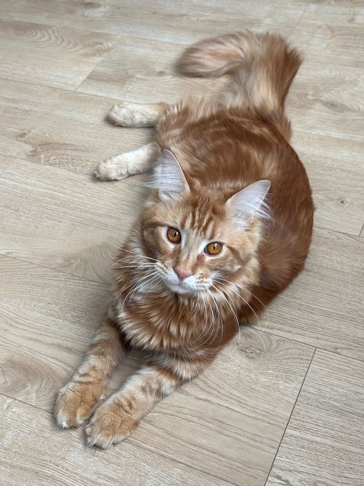 Отдам кота  мейн кун