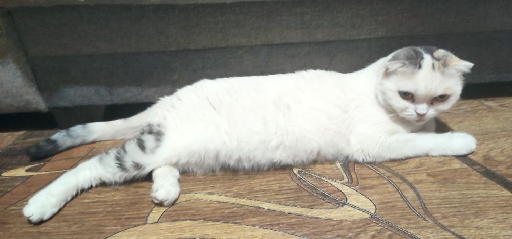 Молодая кошечка фолд