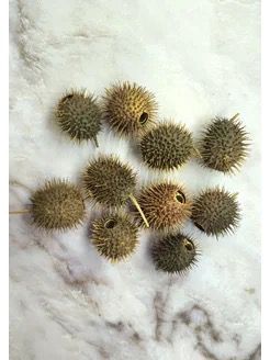 Бурнаки сатылады