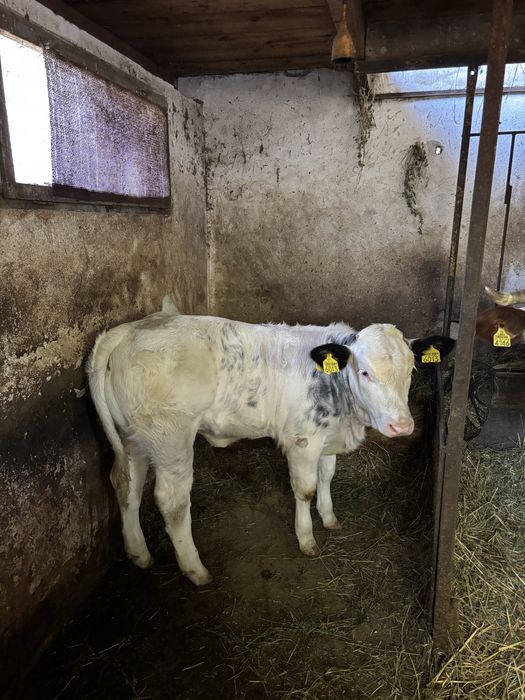 Vițelusa Belgeana