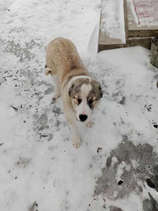 Ургашы Алабай сатылады