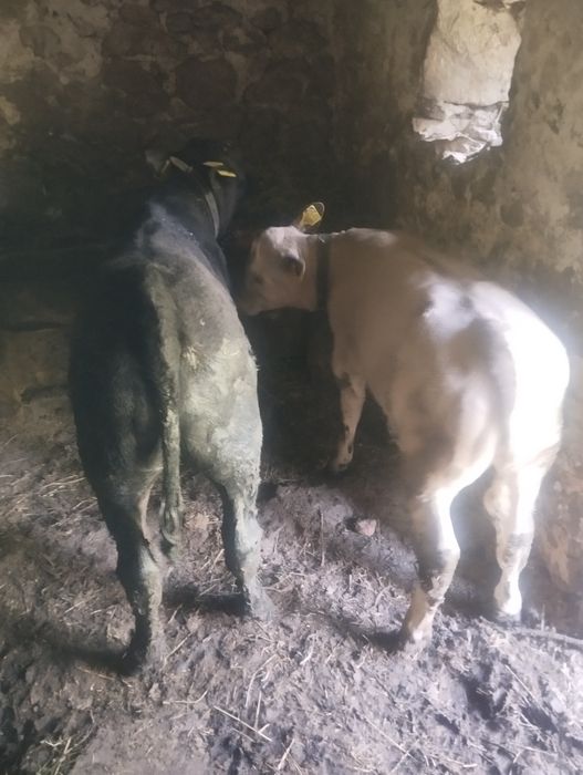 Doi vitei de vanzare