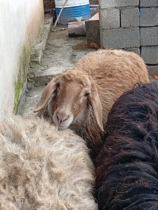 Срочно сатылады кой кошкар